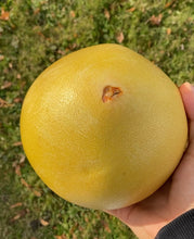 Load image into Gallery viewer, Pomelo | Pink Pomelo Box