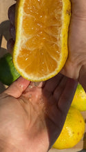 Load image into Gallery viewer, Tangelo | Jamaica | Uglifruit (~16-20 Fruits)
