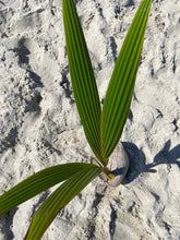 Load image into Gallery viewer, SPROUTED COCONUT (1)