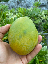 Load image into Gallery viewer, Carrie Mango | Box (~3lbs)