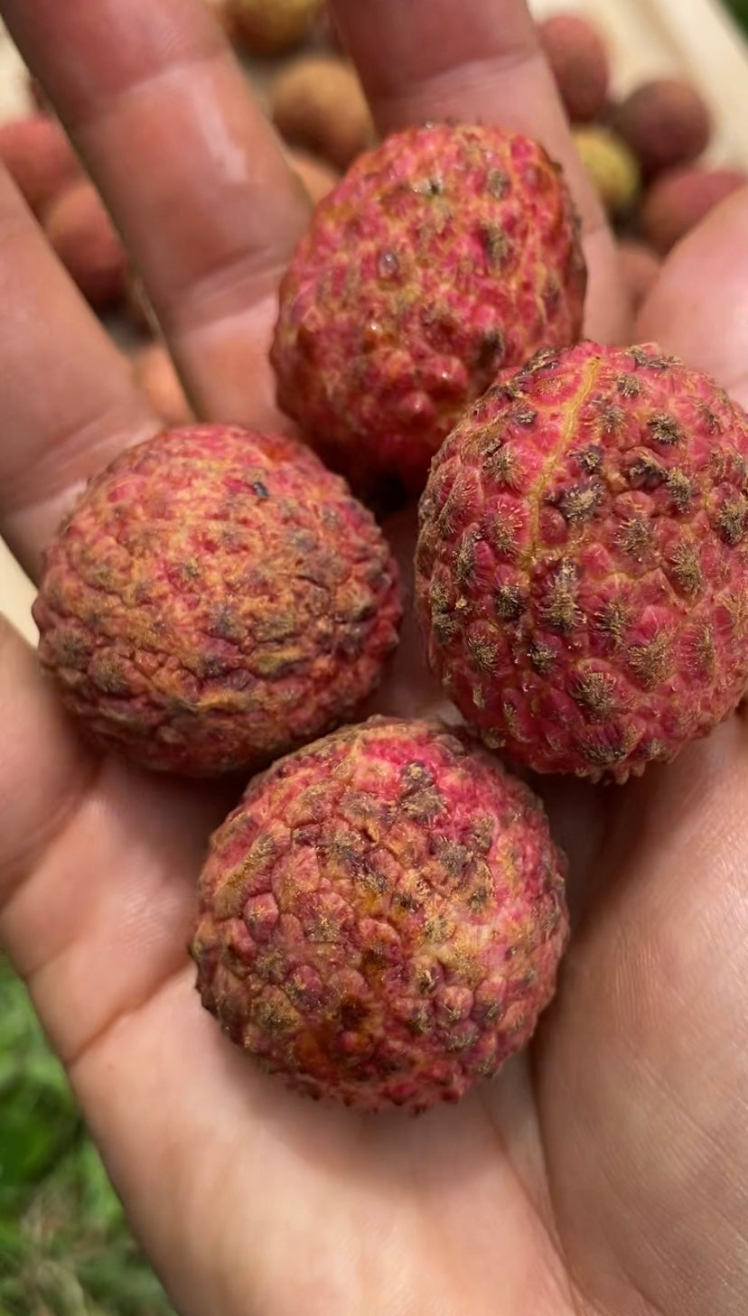 Lychee | No Mai Chi | Box (2KG)