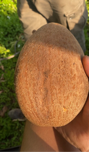 Load image into Gallery viewer, Sapote | Mamey Sapote (Box 5lbs)