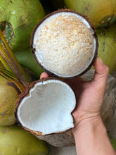 Load image into Gallery viewer, SPROUTED COCONUT (1)
