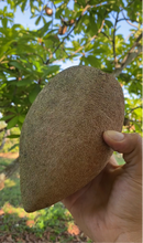 Load image into Gallery viewer, Sapote | Mamey Sapote (Box 5lbs)