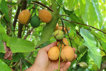 Load image into Gallery viewer, Achachiriu | Bolivian Mangosteen (~2 lbs)