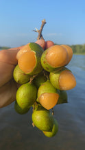 Load image into Gallery viewer, Guinep| Mamoncillo | Spanish Lime | 3lbs