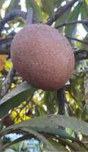 Load image into Gallery viewer, Sapote | Mamey Sapote (Box 5lbs)