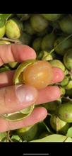 Load image into Gallery viewer, Guinep| Mamoncillo | Spanish Lime | 3lbs