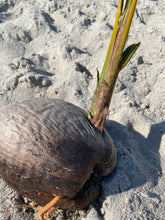 Load image into Gallery viewer, SPROUTED COCONUT (1)