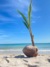 Load image into Gallery viewer, SPROUTED COCONUT (1)