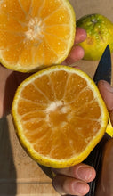 Load image into Gallery viewer, Tangelo | Jamaica | Uglifruit (~16-20 Fruits)