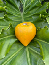 Load image into Gallery viewer, Canistel | Lucuma| Eggfruit | Box ~3lbs (~4-10Fruits)