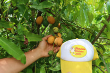 Load image into Gallery viewer, Achachiriu | Bolivian Mangosteen (~2 lbs)