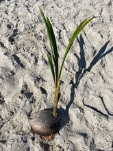 Load image into Gallery viewer, SPROUTED COCONUT (1)