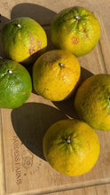 Load image into Gallery viewer, Tangelo | Jamaica | Uglifruit (~16-20 Fruits)