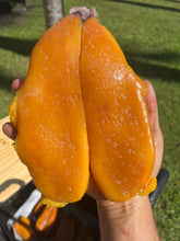 Load image into Gallery viewer, Bottarga | Wild caught Mullet Roe