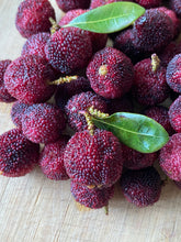 Load image into Gallery viewer, Bayberry | Yangmei (1 Pint)