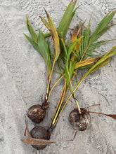 Load image into Gallery viewer, SPROUTED COCONUT (1)