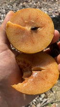 Load image into Gallery viewer, Alano Sapodilla | Naseberry Box (~3lbs)