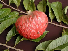 Load image into Gallery viewer, Anonna Reticulata | Red Custard Apple (Box 3 lbs)