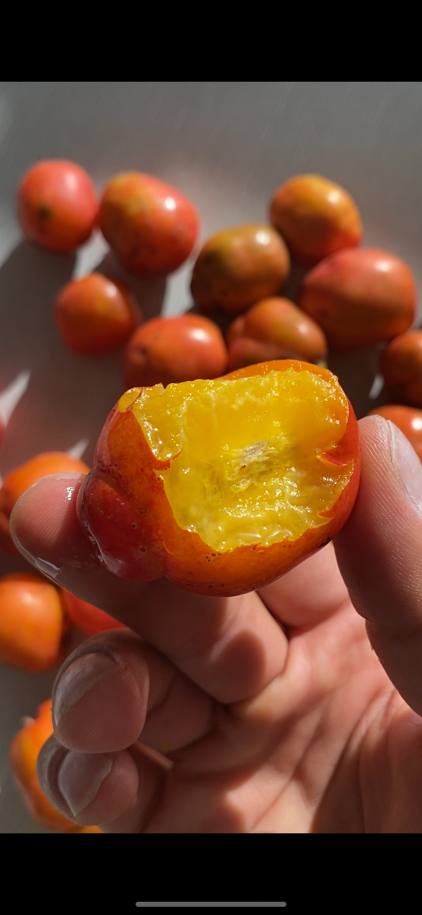 Spanish Plum Jocote (Spondias purpurea) tropical live fruit tree 2'-3