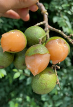 Load image into Gallery viewer, Guinep| Mamoncillo | Spanish Lime | 3lbs