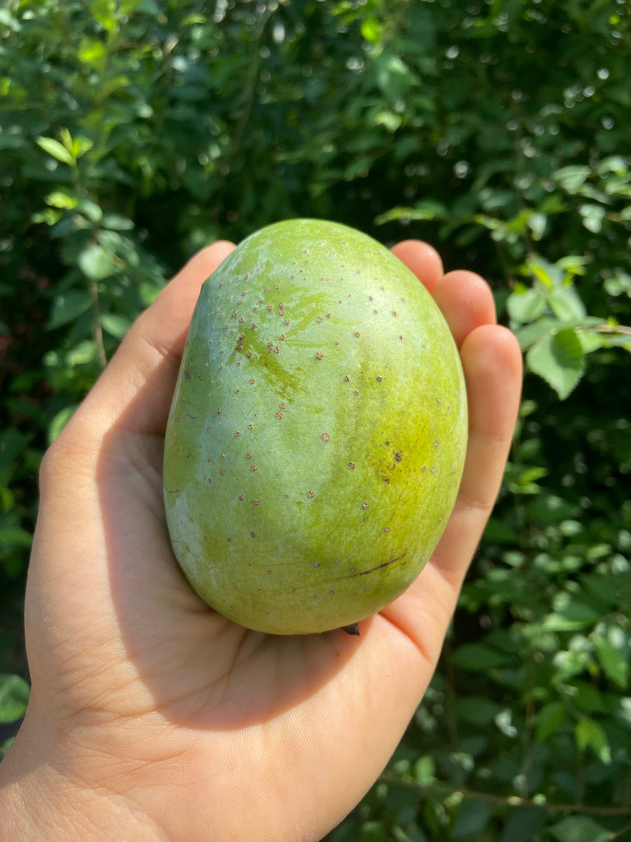 LANGRA MANGO INDIA Pardess Farms
