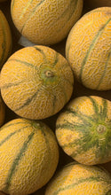 Load image into Gallery viewer, MELON | GOLDEN KISS