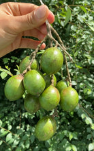 Load image into Gallery viewer, Guinep| Mamoncillo | Spanish Lime | 3lbs