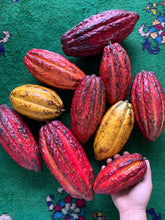 Load image into Gallery viewer, Cacao Fruit | Chocolate Fruit | Box (1-3 Fruits)