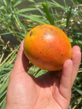 Load image into Gallery viewer, Mango | Jamaican East Indian Box 2kg (5-10 Mangos)