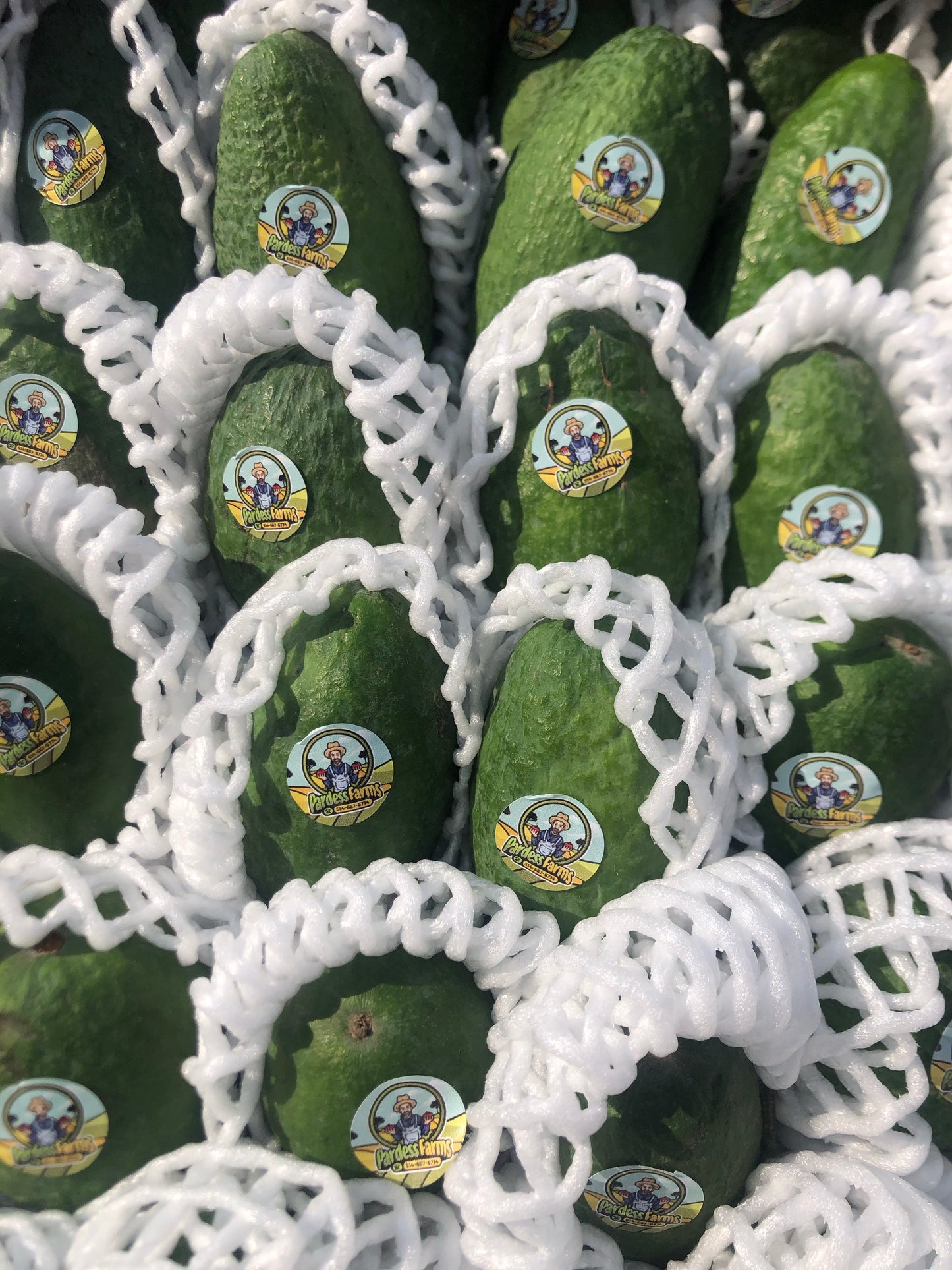 GUAVA | COTTON CANDY | FEIJOA 2KG