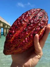Load image into Gallery viewer, Cacao Fruit | Chocolate Fruit | Box (1-3 Fruits)