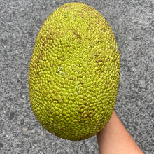 Load image into Gallery viewer, JACKFRUIT | (1 WHOLE FRUIT)