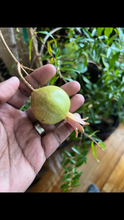 Load image into Gallery viewer, POMEGRANATE TREE