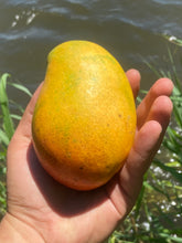 Load image into Gallery viewer, Mango | Jamaican East Indian Box 2kg (5-10 Mangos)