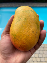 Load image into Gallery viewer, Mango | Jamaican East Indian Box 2kg (5-10 Mangos)