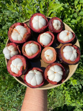 Load image into Gallery viewer, MANGOSTEEN | SAMPLER 4-8 PIECES (~1.1LBS)