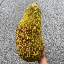 Load image into Gallery viewer, JACKFRUIT | (1 WHOLE FRUIT)