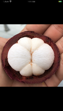 Load image into Gallery viewer, MANGOSTEEN | SAMPLER 4-8 PIECES (~1.1LBS)