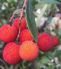 Load image into Gallery viewer, STRAWBERRY TREE FRUIT | ALGERIA (1 PACK)*ULTRA RARE*