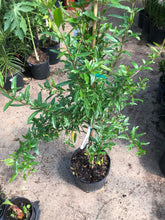 Load image into Gallery viewer, POMEGRANATE TREE