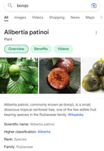 Load image into Gallery viewer, Borojo | 6 Pack (Prepared Ripe Pulp)