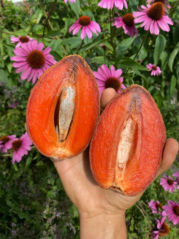 The Marvelous Mamey Sapote: A Tropical Delight from Pardess Farms