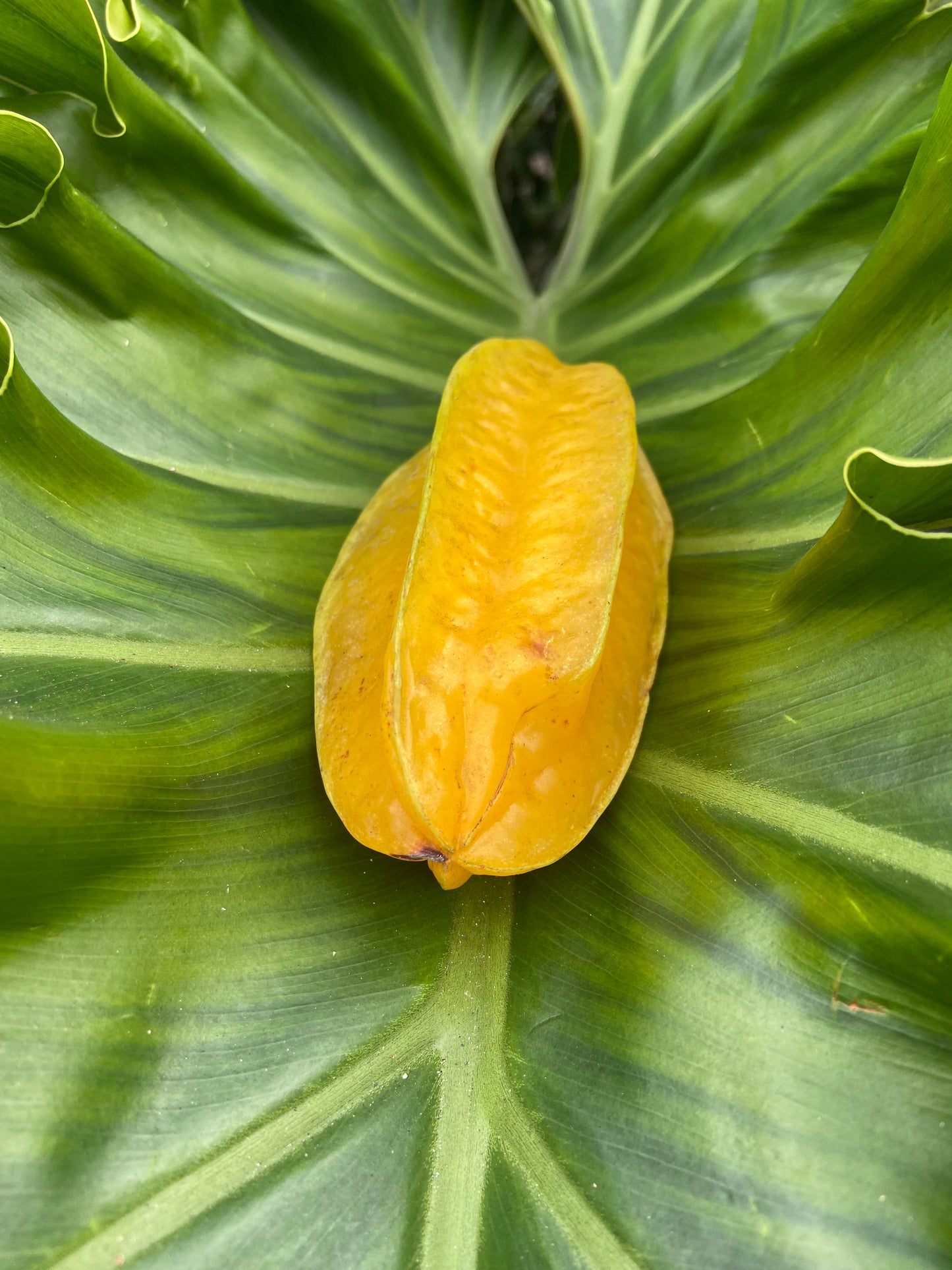 STARFRUIT | FLORIDA BOX  (20-24 FRUITS)