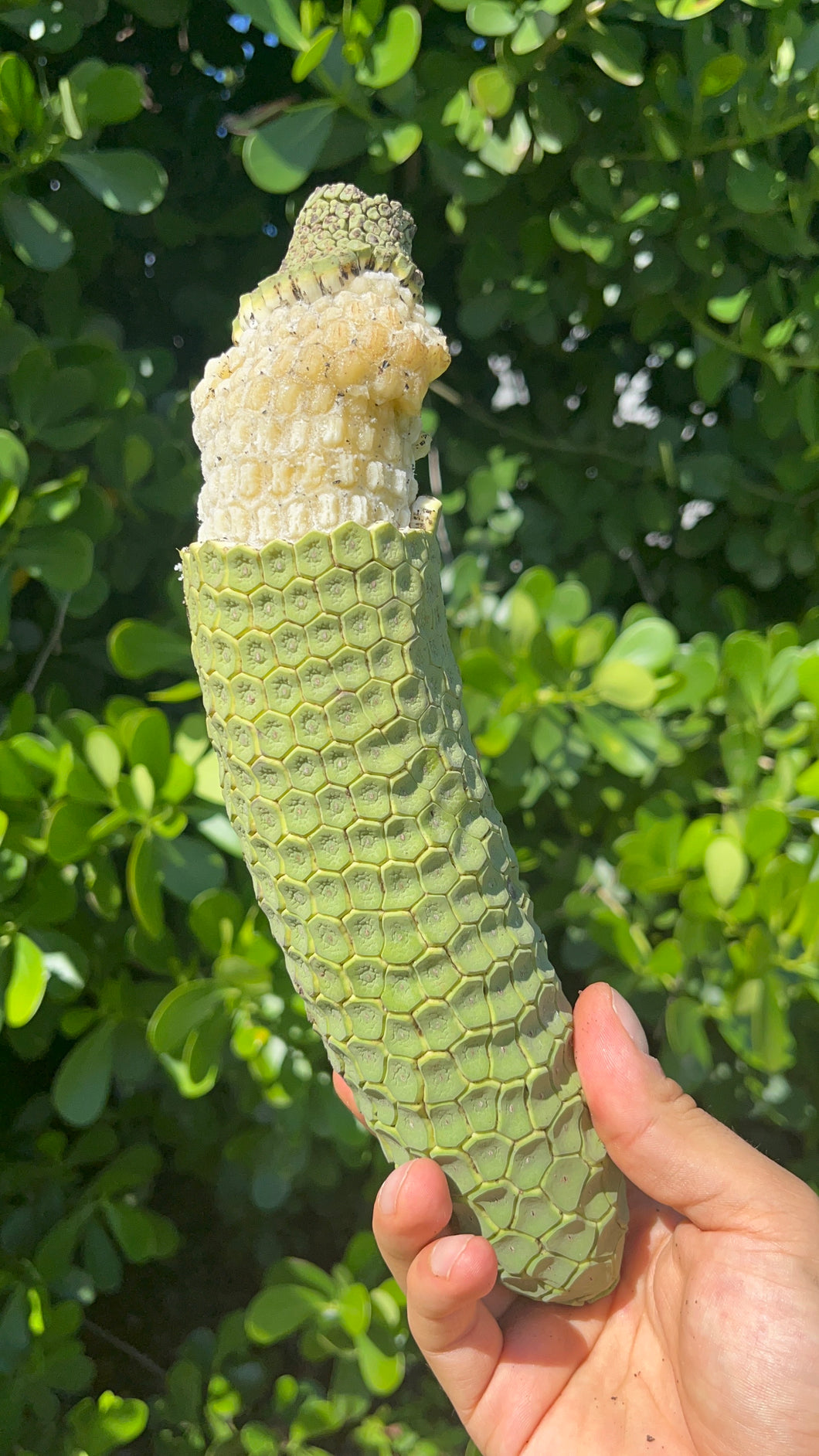 Monstera Deliciosa | (1 Fruit)