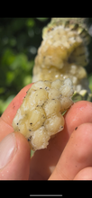 Load image into Gallery viewer, Monstera Deliciosa | (1 Fruit)
