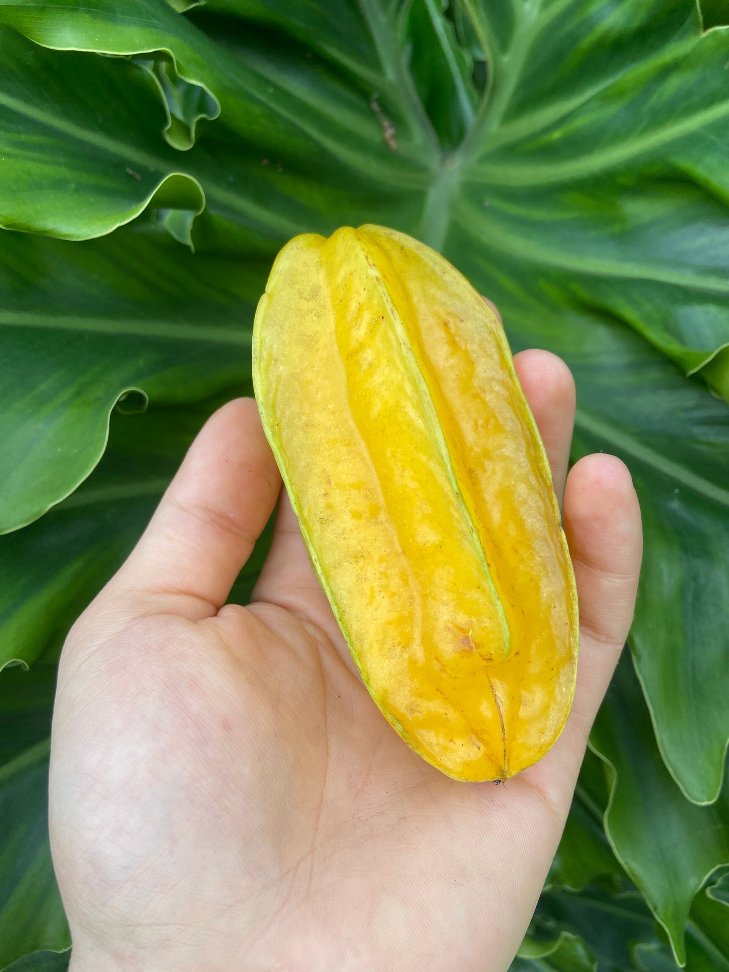 STARFRUIT | FLORIDA BOX  (20-24 FRUITS)