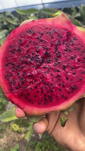 Dragonfruit | Red Fleshed Box (5lbs box 5-10 Fruits)