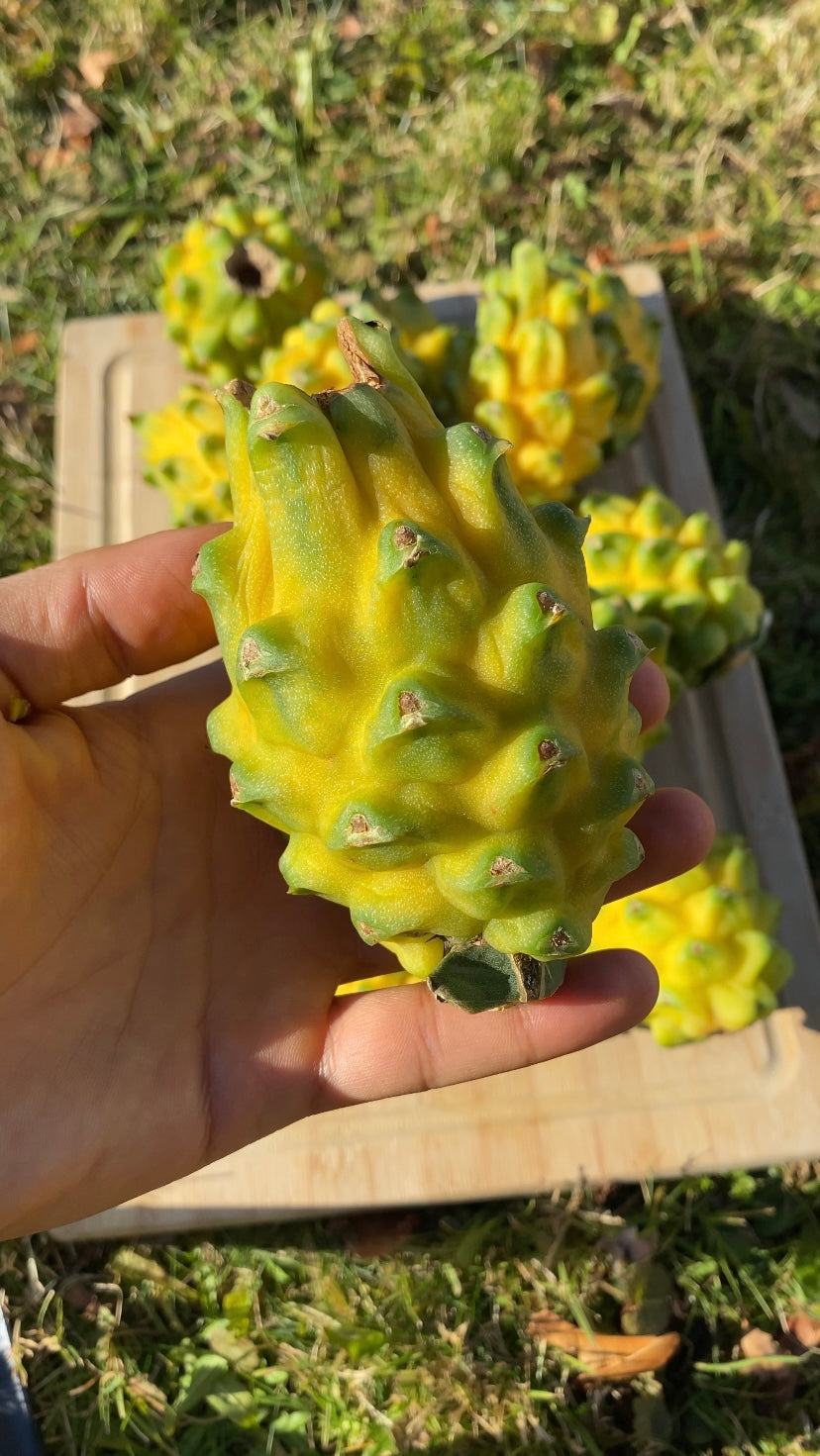 Dragonfruit | Yellow Pitahaya Box - ~2KG 8-15 FRUITS